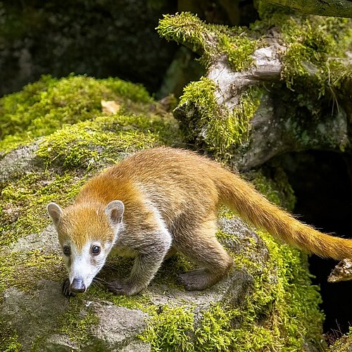 Toller Erfolg für den Opel-Zoo! Das Jahr 2022 bescherte dem Kronberger Tierpark eine neue Rekordbesucherzahl. Erstmals...